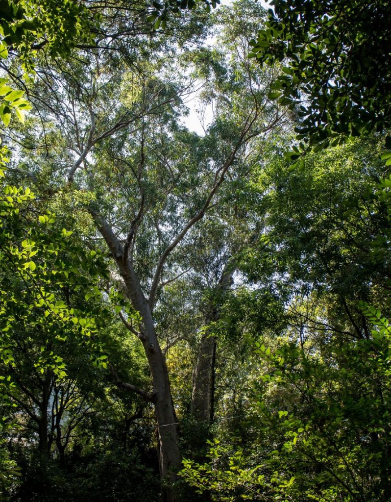 Trees in Lisbon · Maurizio Catalucci